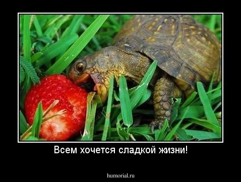 Всем хочется сладкой жизни!