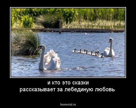 и кто это сказки рассказывает за лебединую любовь