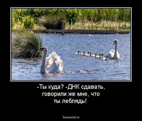 -Ты куда?  -ДНК сдавать, говорили же мне, что ты леблядь!