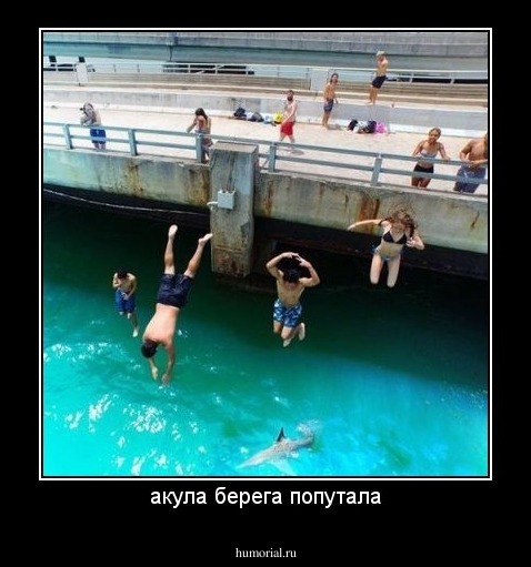 акула берега попутала
