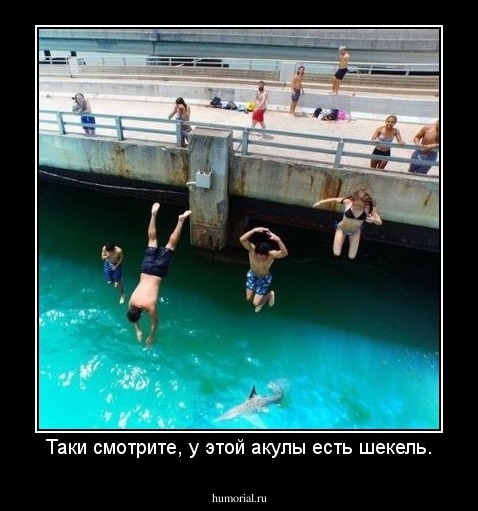 Таки смотрите, у этой акулы есть шекель.