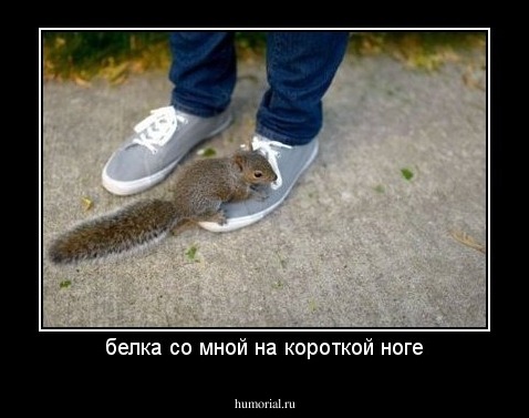 белка со мной на короткой ноге
