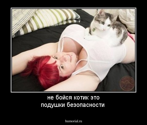   не бойся котик это                     подушки безопасности 