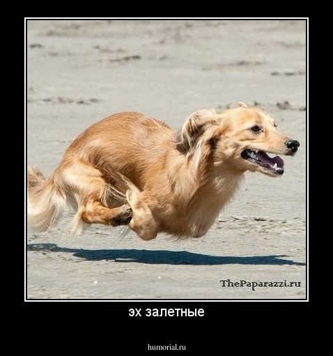 эх залетные