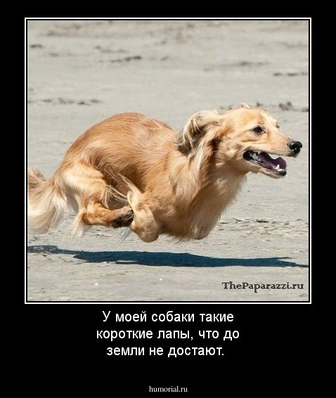 У моей собаки такие короткие лапы, что до земли не достают.