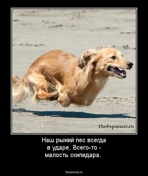 Наш рыжий пес всегда в  ударе. Всего-то -  малость скипидара.