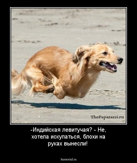 -Индийская левитучая? - Не, хотела искупаться, блохи на руках вынесли!
