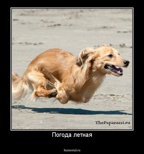 Погода летная