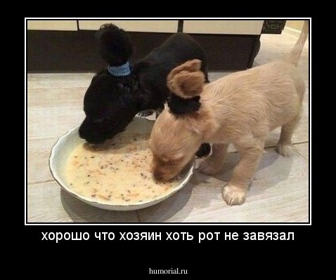 хорошо что хозяин хоть рот не завязал