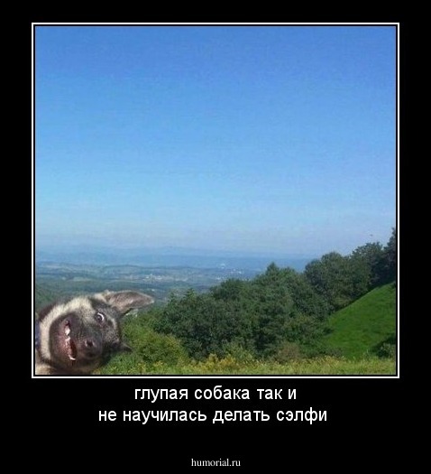 глупая собака так и не научилась делать сэлфи