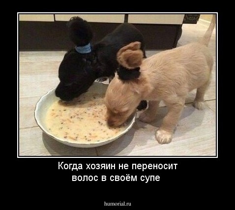 Когда хозяин не переносит волос в своём супе