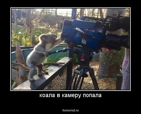 коала в камеру попала