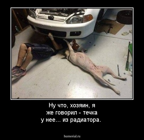 Ну что, хозяин, я же говорил  - течка у нее... из радиатора. 