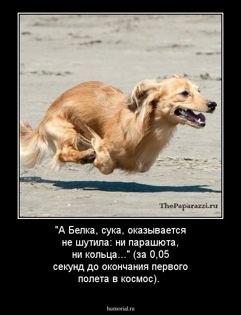 "А Белка, сука, оказывается не шутила: ни парашюта, ни кольца..." (за 0,05 секунд до окончания первого полета в космос).
