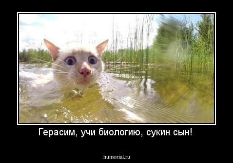 Герасим, учи биологию, сукин сын! 
