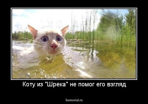 Коту из "Шрека" не помог его взгляд