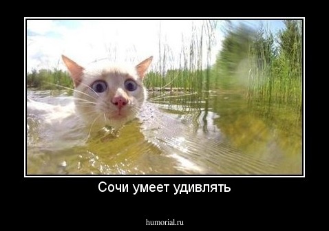 Сочи умеет удивлять