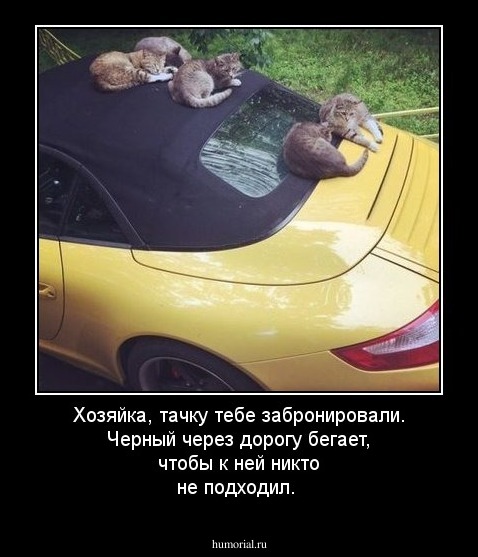 Хозяйка, тачку тебе забронировали. Черный через дорогу бегает, чтобы к ней никто не подходил.