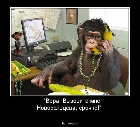 : "Вера! Вызовите мне Новосельцева, срочно!"