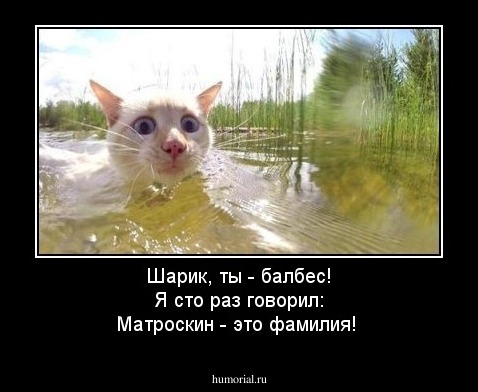 Шарик, ты -  балбес! Я сто раз говорил: Матроскин - это фамилия!