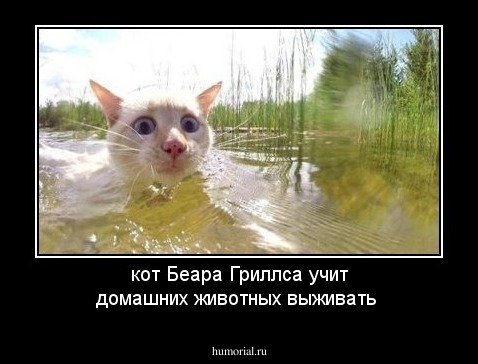 кот Беара Гриллса учит домашних животных выживать 