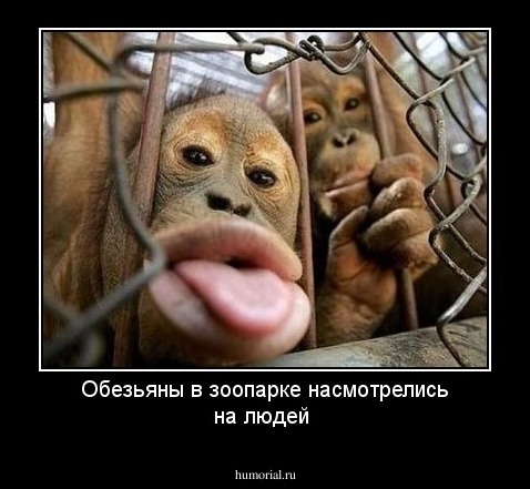 Обезьяны в зоопарке насмотрелись на людей 