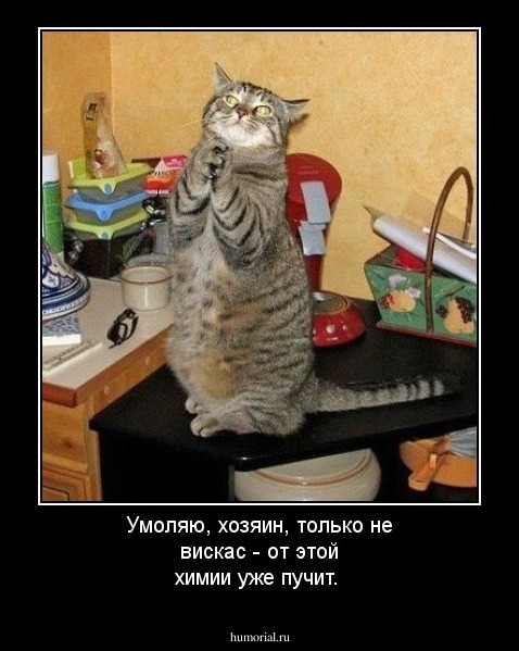 Умоляю, хозяин, только не вискас - от этой химии уже пучит.