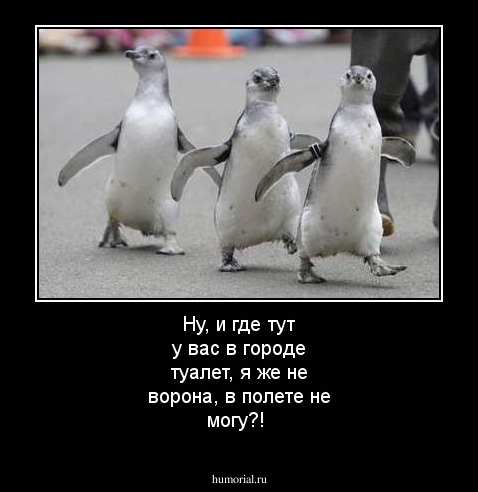 Ну, и где тут у вас в городе туалет, я же не ворона, в полете не могу?!