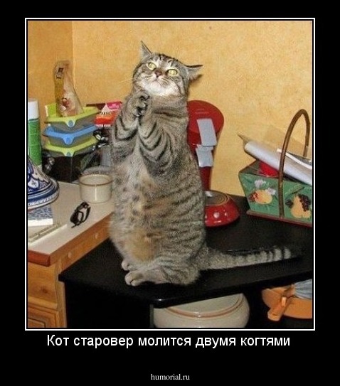 Кот старовер молится двумя когтями 