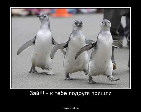 Зай!!! - к тебе подруги пришли
