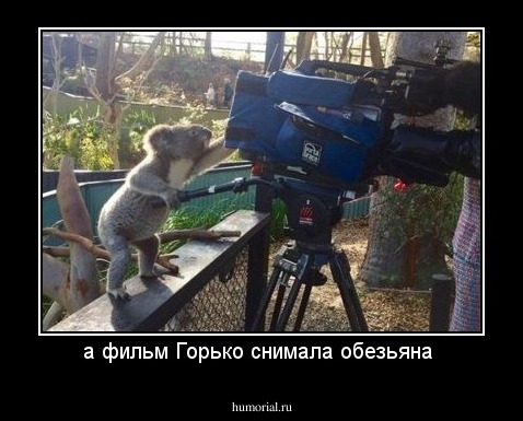 а фильм Горько снимала обезьяна 