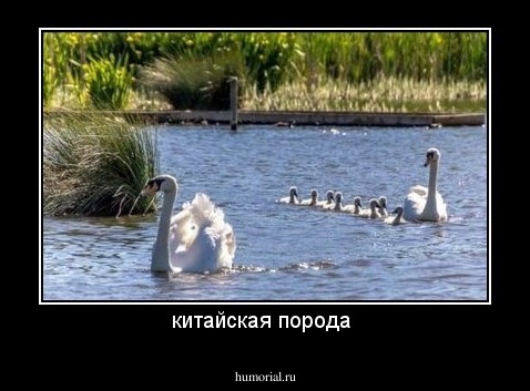 китайская порода 