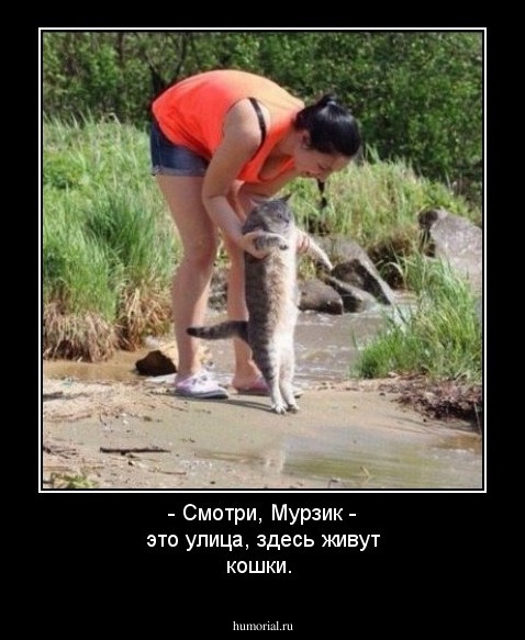 - Смотри, Мурзик - это улица, здесь живут кошки.