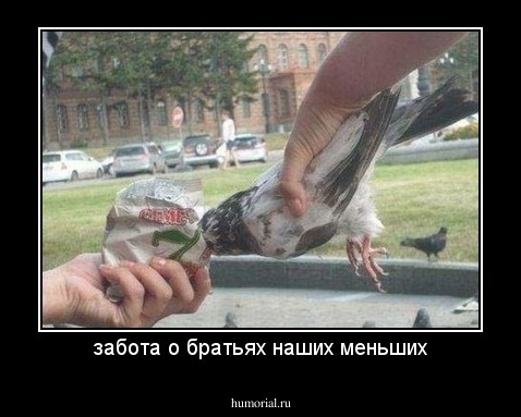 забота о братьях наших меньших