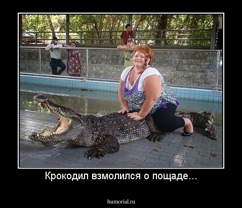 Крокодил взмолился о пощаде...