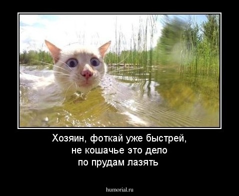 Хозяин, фоткай уже быстрей, не кошачье это дело по прудам лазять