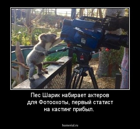 Пес Шарик набирает актеров для Фотоохоты, первый статист на кастинг прибыл.