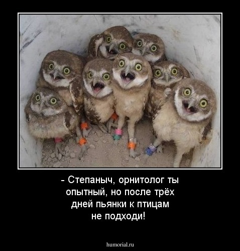 - Степаныч, орнитолог ты опытный, но после трёх дней пьянки к птицам не подходи!
