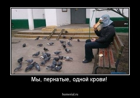 Мы, пернатые, одной крови! 