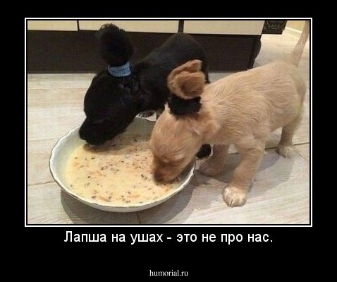 Лапша на ушах - это не про нас.