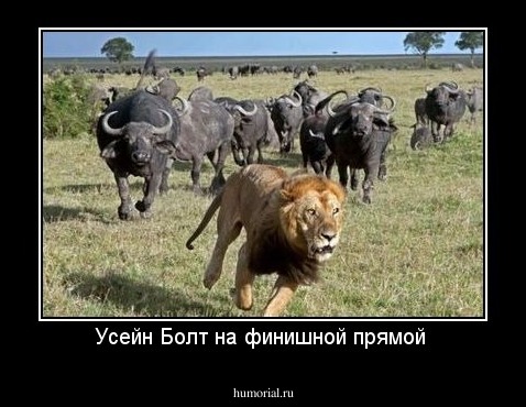 Усейн Болт на финишной прямой 