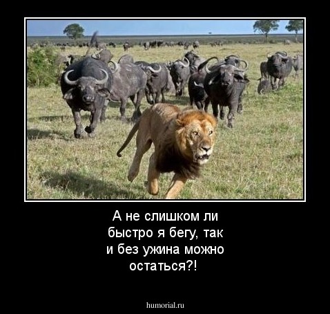 А не слишком ли быстро я бегу, так и без ужина можно остаться?!