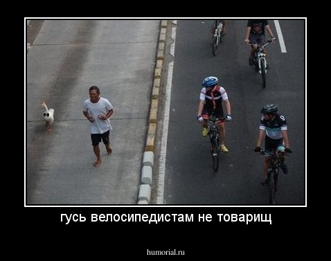 гусь велосипедистам не товарищ