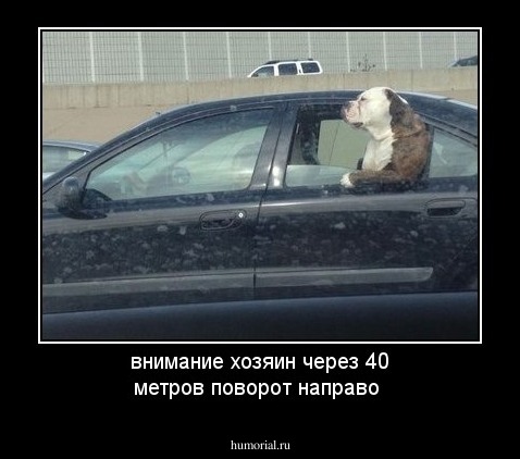 внимание хозяин через 40 метров поворот направо