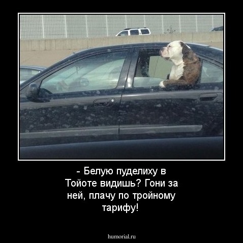 - Белую пуделиху в Тойоте видишь? Гони за ней, плачу по тройному тарифу! 