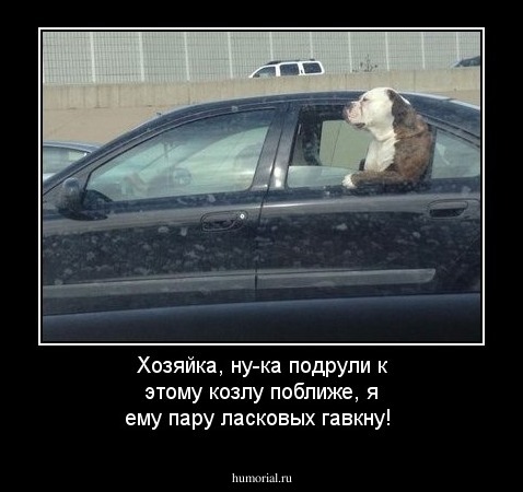 Хозяйка, ну-ка подрули к этому козлу поближе, я ему пару ласковых гавкну!