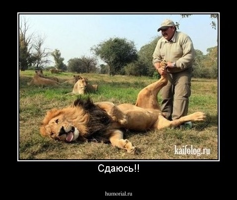 Сдаюсь!!