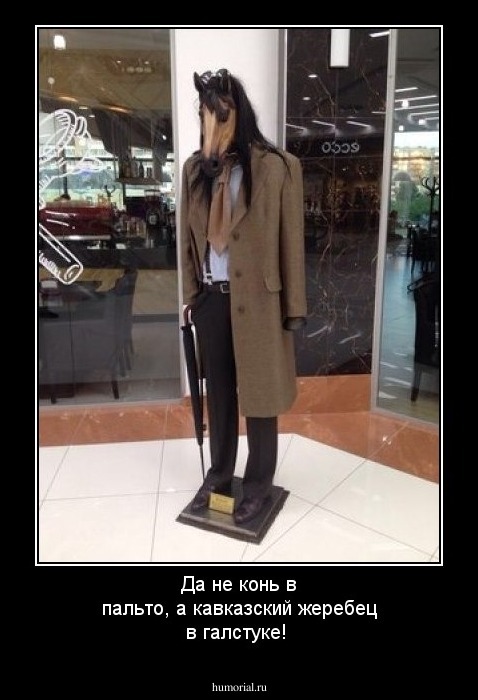 Да не конь в пальто, а кавказский жеребец в галстуке!