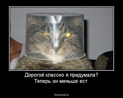 Дорогой классно я придумала? Теперь он меньше ест