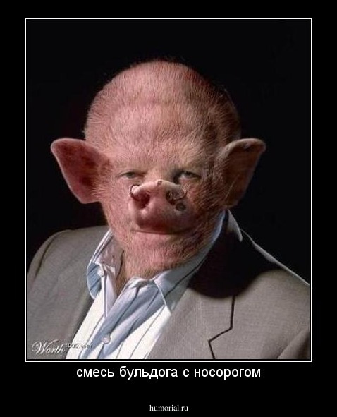 смесь бульдога с носорогом